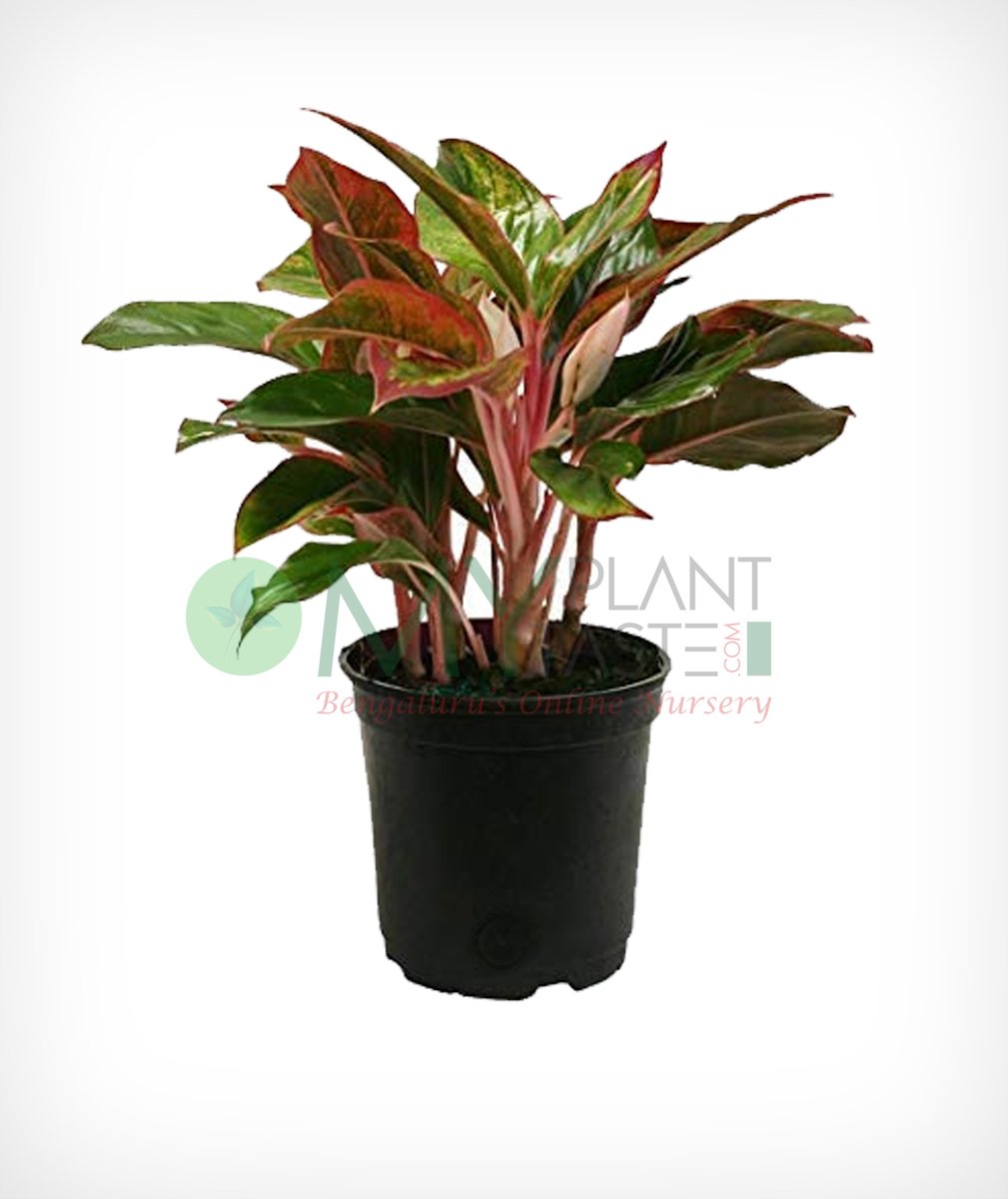 Red Aglaonema Siam Aurora Chinese Evergreen Plant In Small Pot Tradzhub